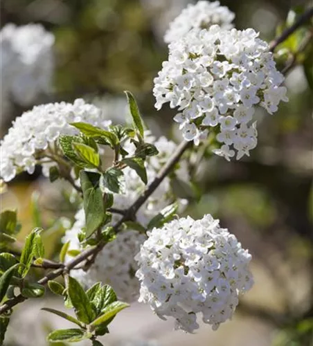 Osterschneeball 'Anne Russell'
