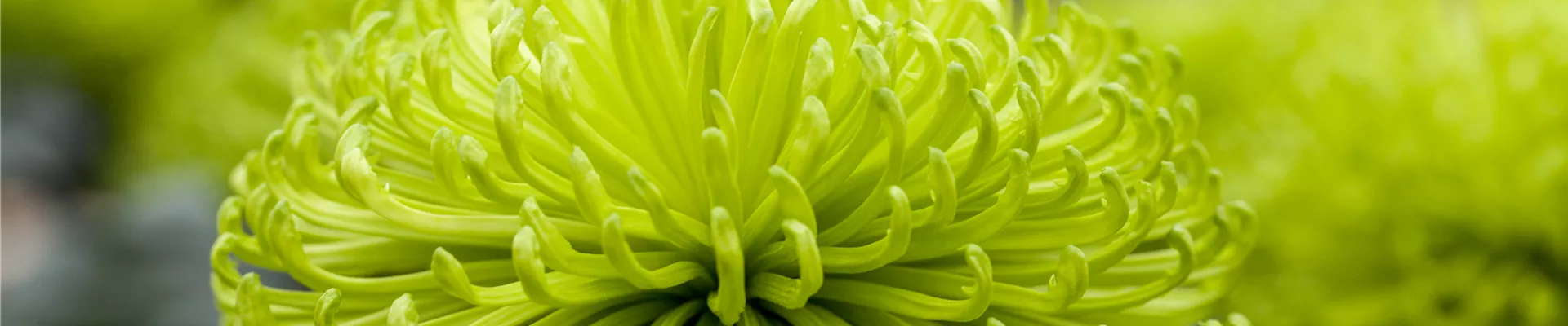 Chrysanthemum indicum 'Anastasia Dark Green'(s) Chrysanthemum indicum 'Anastasia Dark Green'(s)