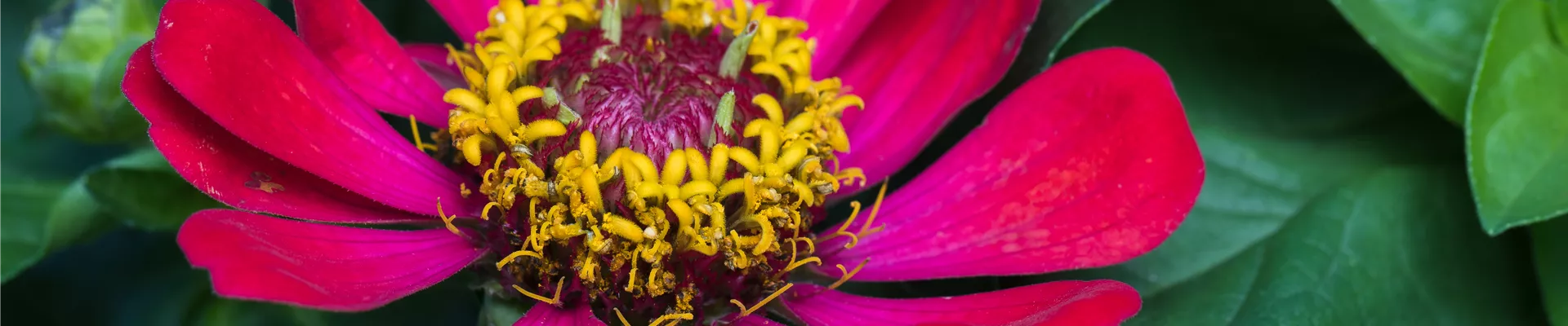 Zinnia haageana 'Profusion' Zinnia haageana 'Profusion'