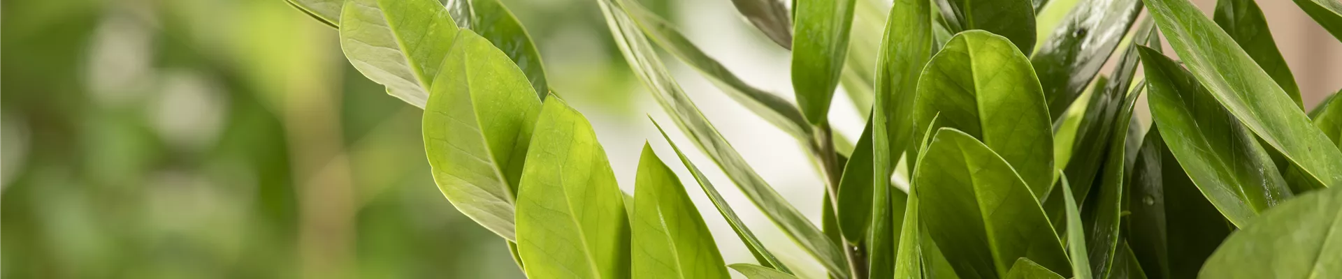 Zamioculcas zamiifolia