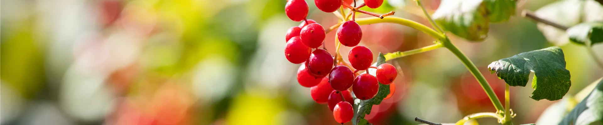 Viburnum opulus 'Compactum' Viburnum opulus 'Compactum'