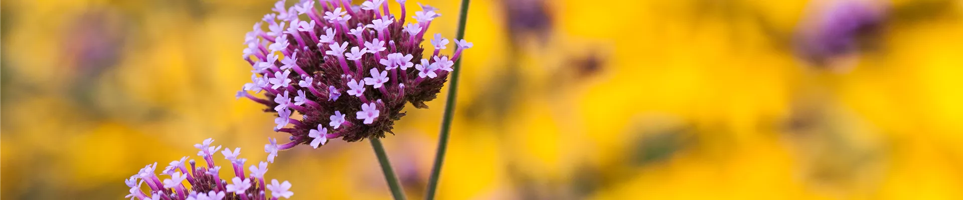 Verbena bonariensis 'Buenos Aires'