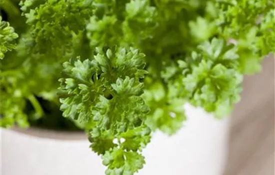 Petersiliensamen 'Mooskrause 2'