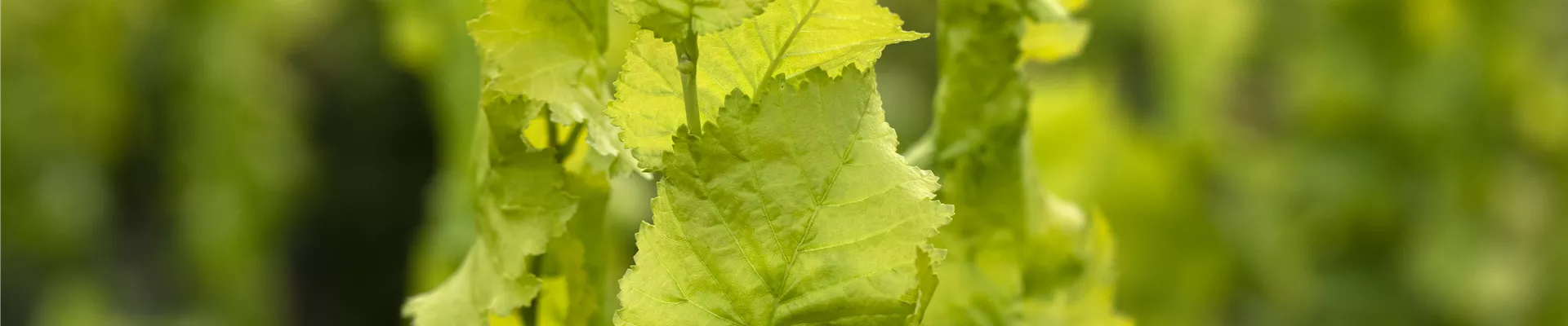 Ulmus x hollandica 'Wredei' Ulmus x hollandica 'Wredei'