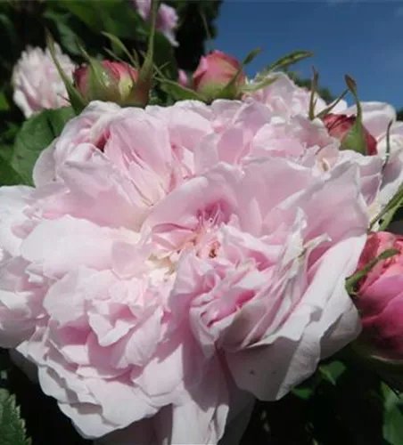 Parkrose 'Jacques Cartier' Parkrose 'Jacques Cartier'