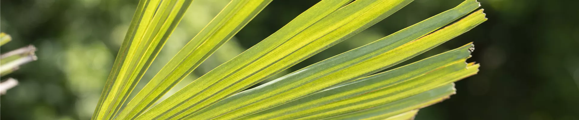 Trachycarpus fortunei Trachycarpus fortunei