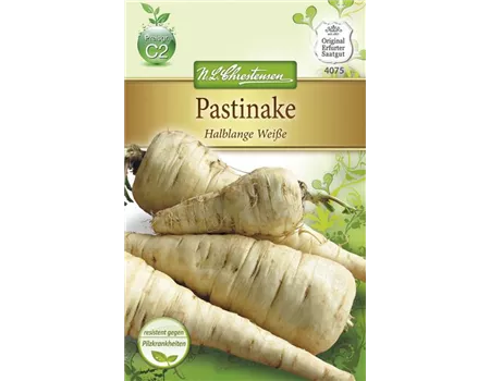 Pastinakensamen 'Halblange Weiße'