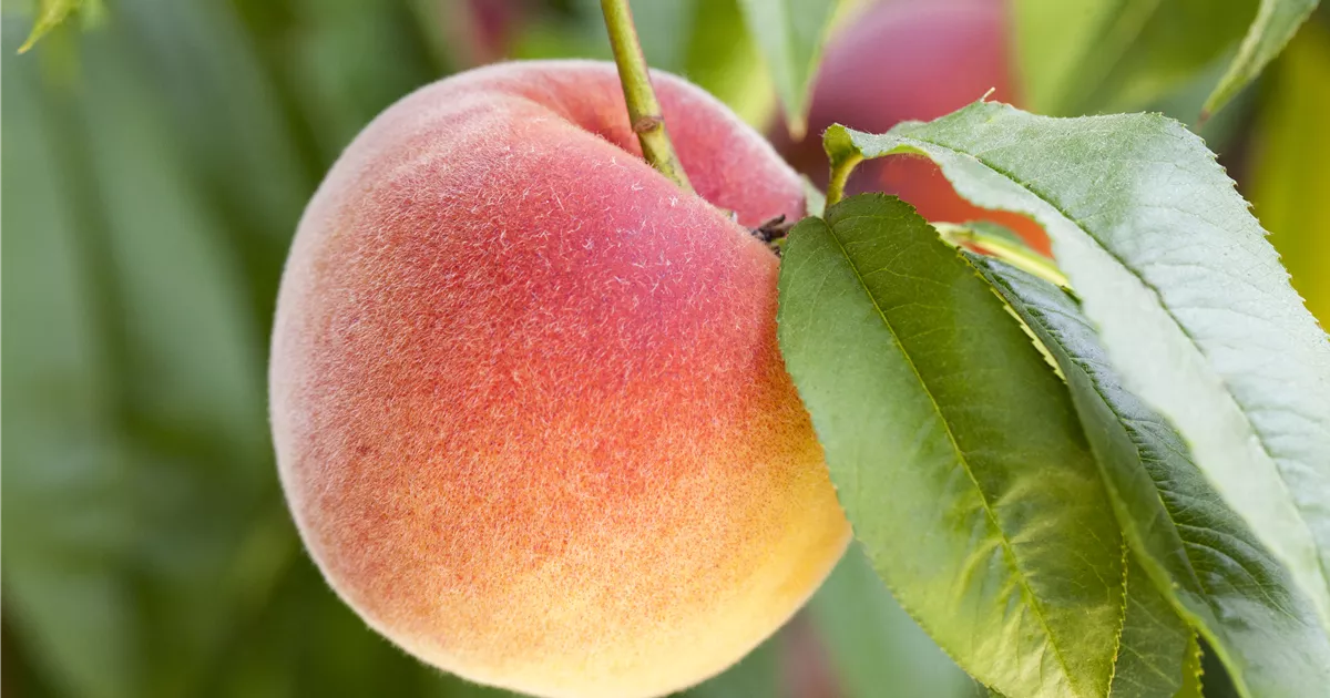 Leckere Snacks im Sommer  Pfirsich aus dem eigenen Garten - Grtnerei R. &  O. Hoevels GbR