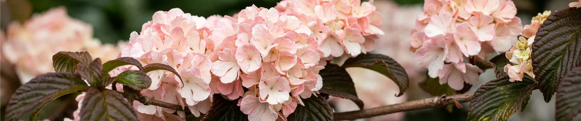 Viburnum plicatum 'Mary Milton' Viburnum plicatum 'Mary Milton'