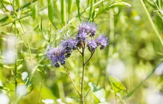 Phazeliensamen Phazeliensamen