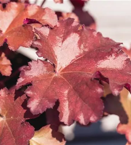 Purpurglöckchen 'Blondie' Purpurglöckchen 'Blondie'