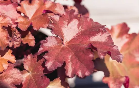 Purpurglöckchen 'Blondie'