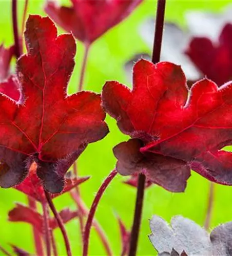 Purpurglöckchen 'Royal Ruby' Purpurglöckchen 'Royal Ruby'
