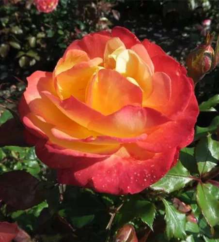Rose 'Flaming Star' Rose 'Flaming Star'