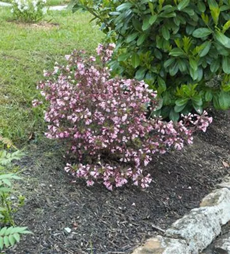 Rotblättrige Zwerg-Weigelie 'Nana Purpurea'