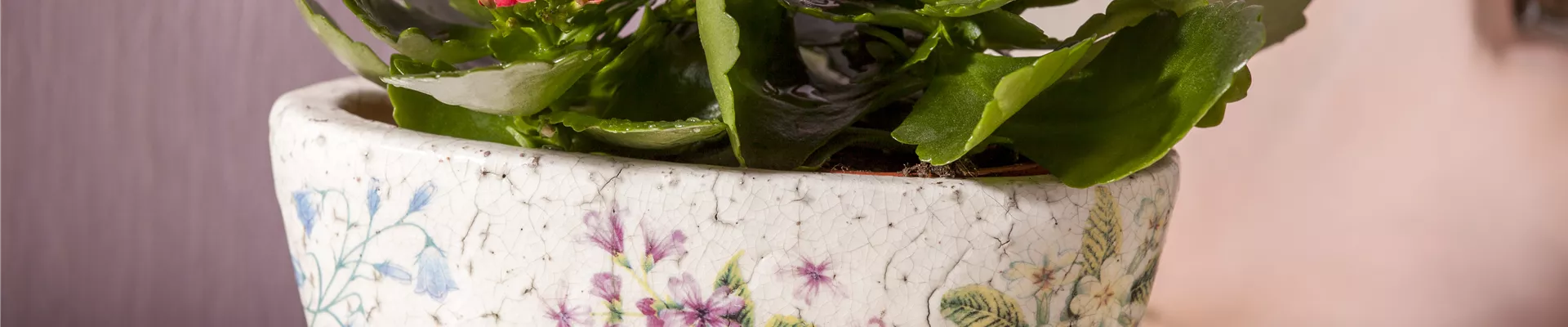 Kalanchoe blossfeldiana Kalanchoe blossfeldiana