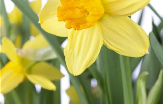 Alpenveilchenartige Garten-Narzisse 'Jetfire'