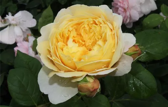 Strauchrose 'Charles Darwin'® Strauchrose 'Charles Darwin'®