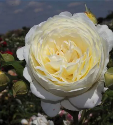 Strauchrose 'Claire Austin'® Strauchrose 'Claire Austin'®