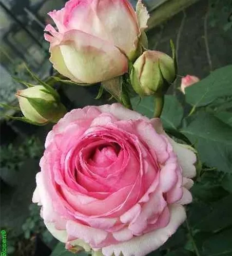 Strauchrose 'Eden Rose 85'® Strauchrose 'Eden Rose 85'®
