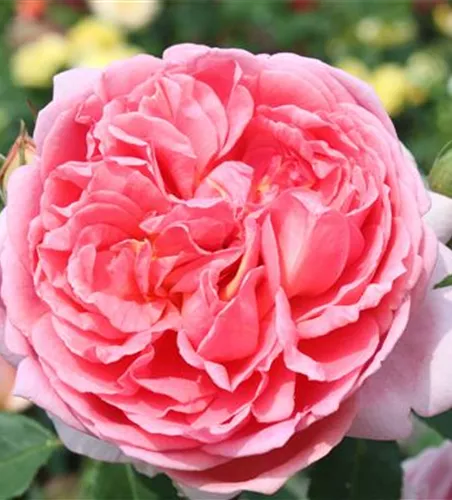 Strauchrose 'Boscobel'® Strauchrose 'Boscobel'®