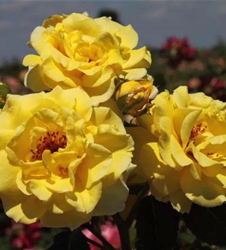 Strauchrose 'Lichtkönigin Lucia'® Strauchrose 'Lichtkönigin Lucia'®
