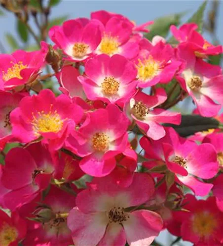 Strauchrose 'Mozart' Strauchrose 'Mozart'