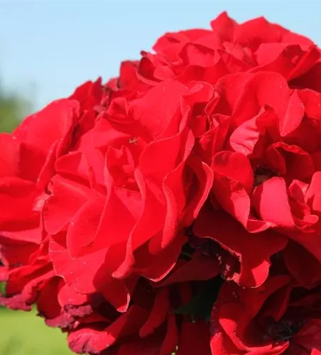 Strauchrose 'Roter Korsar'® Strauchrose 'Roter Korsar'®