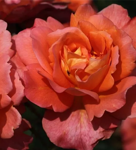 Strauchrose 'Westerland'® Strauchrose 'Westerland'®