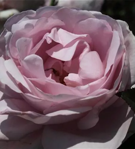 Strauchrose 'Synactif by Shiseido'® Strauchrose 'Synactif by Shiseido'®