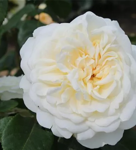 Strauchrose 'Tranquillity'® Strauchrose 'Tranquillity'®