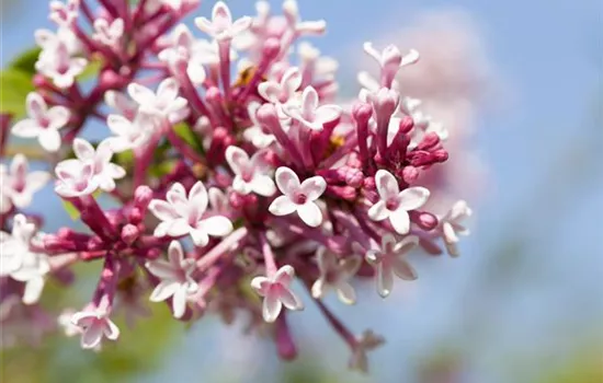 Syringa 'Redwine' Syringa 'Redwine'