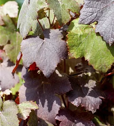 Tafeltraube 'Purpurea' Tafeltraube 'Purpurea'
