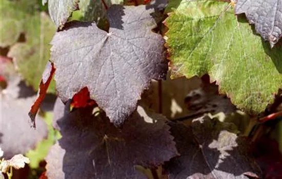 Tafeltraube 'Purpurea'