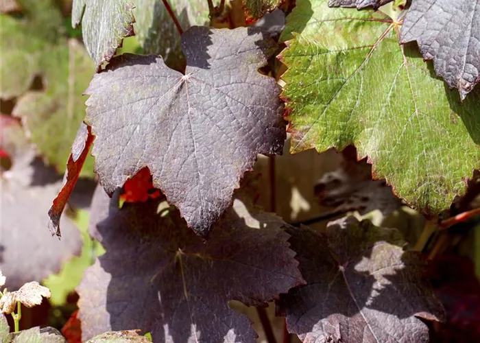 Tafeltraube 'Purpurea' Tafeltraube 'Purpurea'
