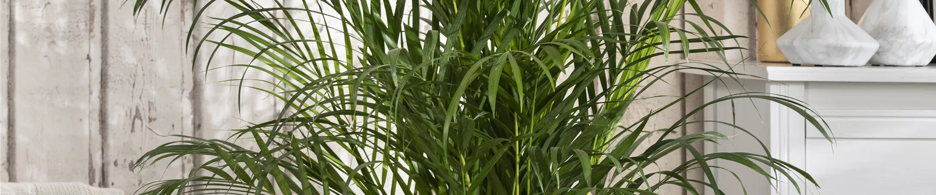 Chrysalidocarpus lutescens
