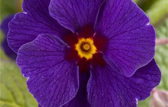 Waldprimel 'Sylvita® Blue'