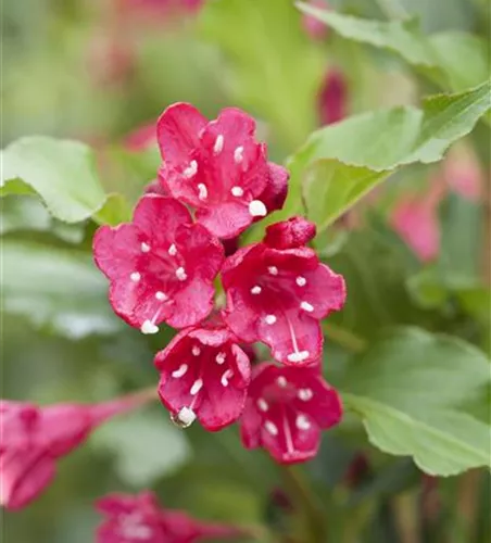 Weigelie 'Red Prince' Weigelie 'Red Prince'