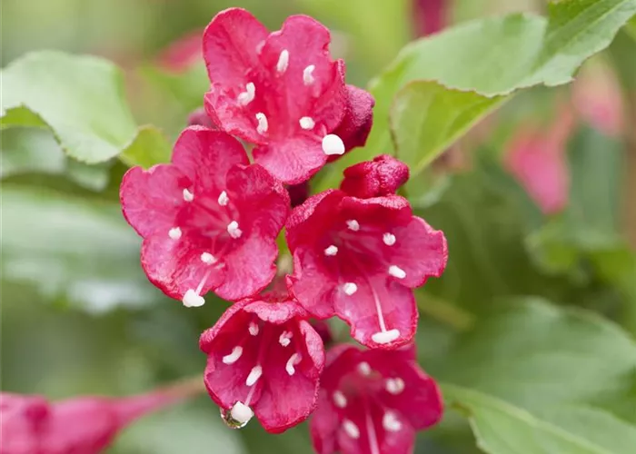 Weigelie 'Red Prince' Weigelie 'Red Prince'