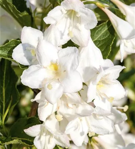 Weigelie 'Snowflake' Weigelie 'Snowflake'