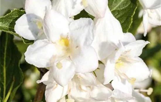 Weigelie 'Snowflake'