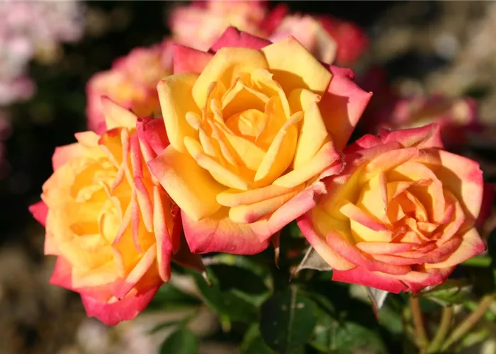 Zwergrose 'Little Sunset'® Zwergrose 'Little Sunset'®