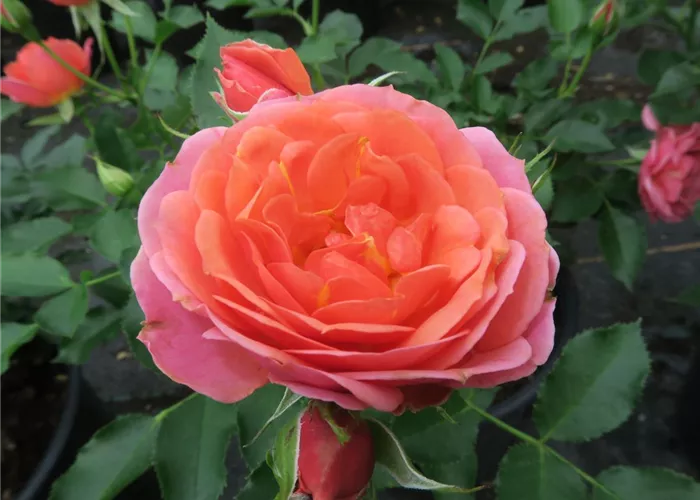 Zwergrose 'Mandarin'® Zwergrose 'Mandarin'®
