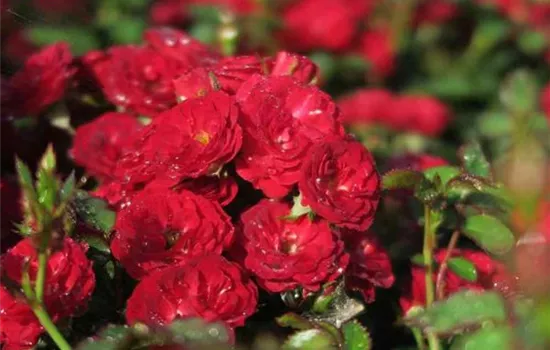 Zwergrose 'Mandy'® Zwergrose 'Mandy'®