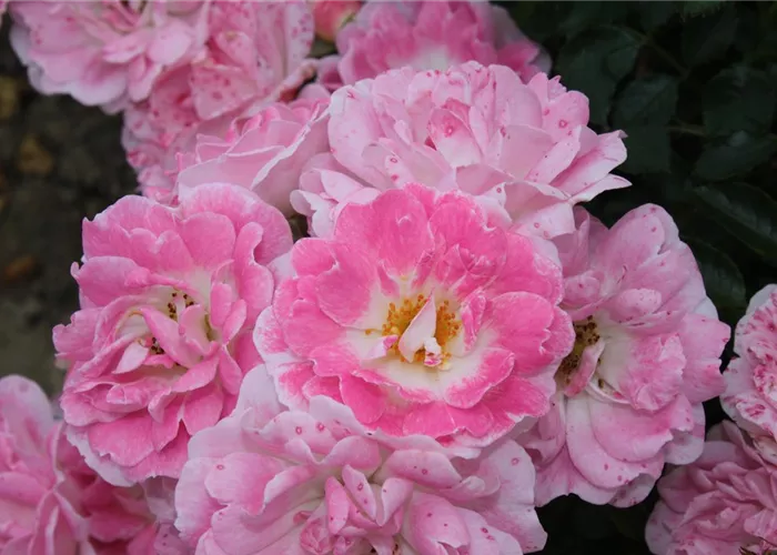 Zwergrose 'Flirt 2011'® Zwergrose 'Flirt 2011'®