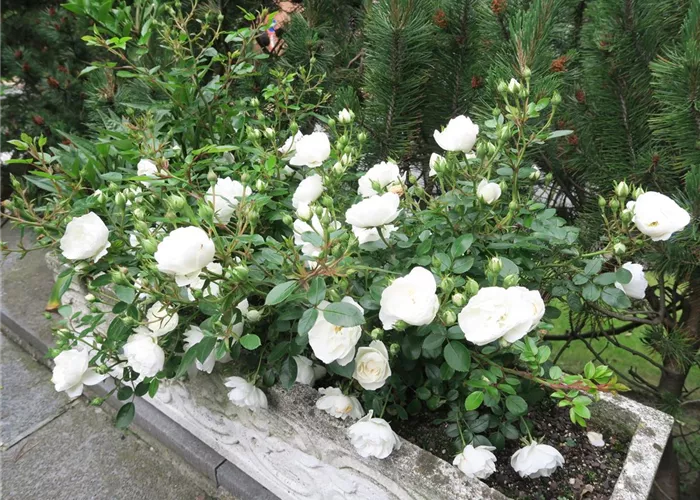 Zwergrose 'White Babyflor' Zwergrose 'White Babyflor'