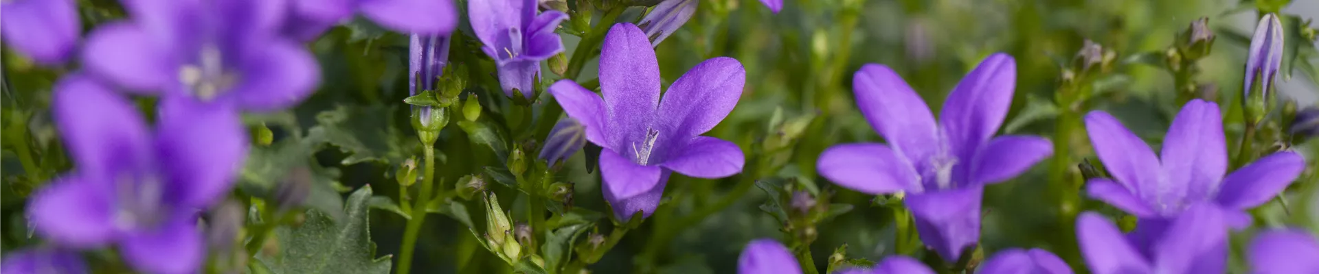 Campanula portenschlagiana, blau Campanula portenschlagiana, blau