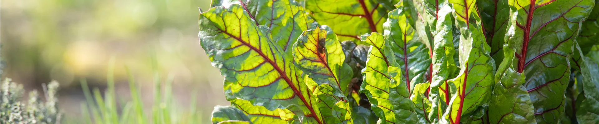 Beta vulgaris var. cicla, rot