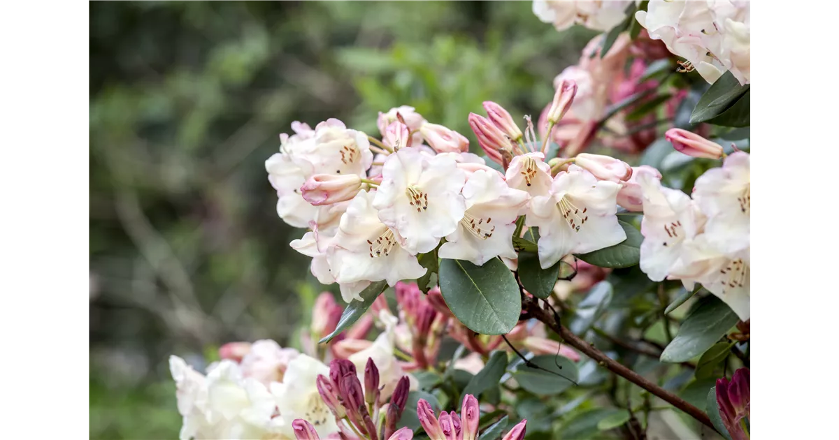 Rhododendron bringt Farbe in den Garten!