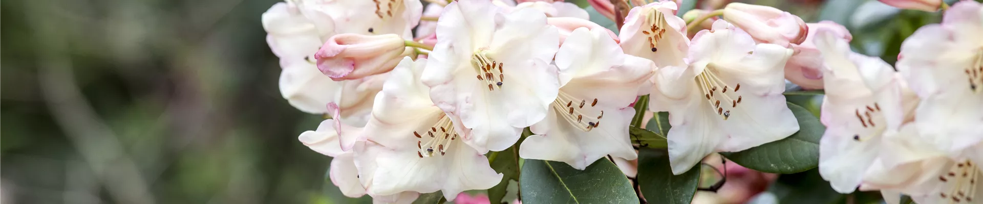 Rhododendron Rhododendron